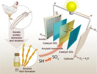 廢雞毛可制燃料電池膜